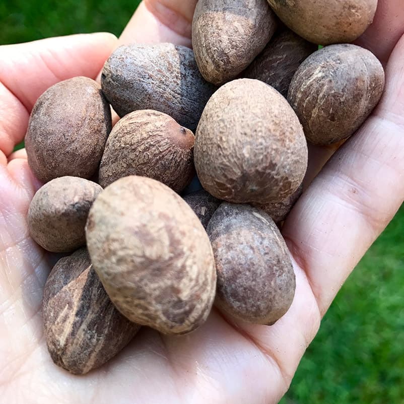 nuts from the shea tree
